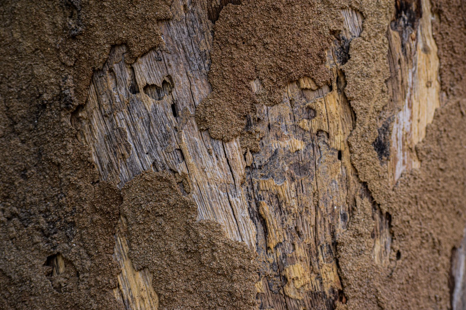 Anti Termite