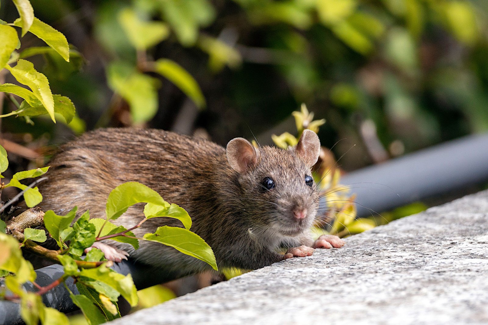 Rodent Control