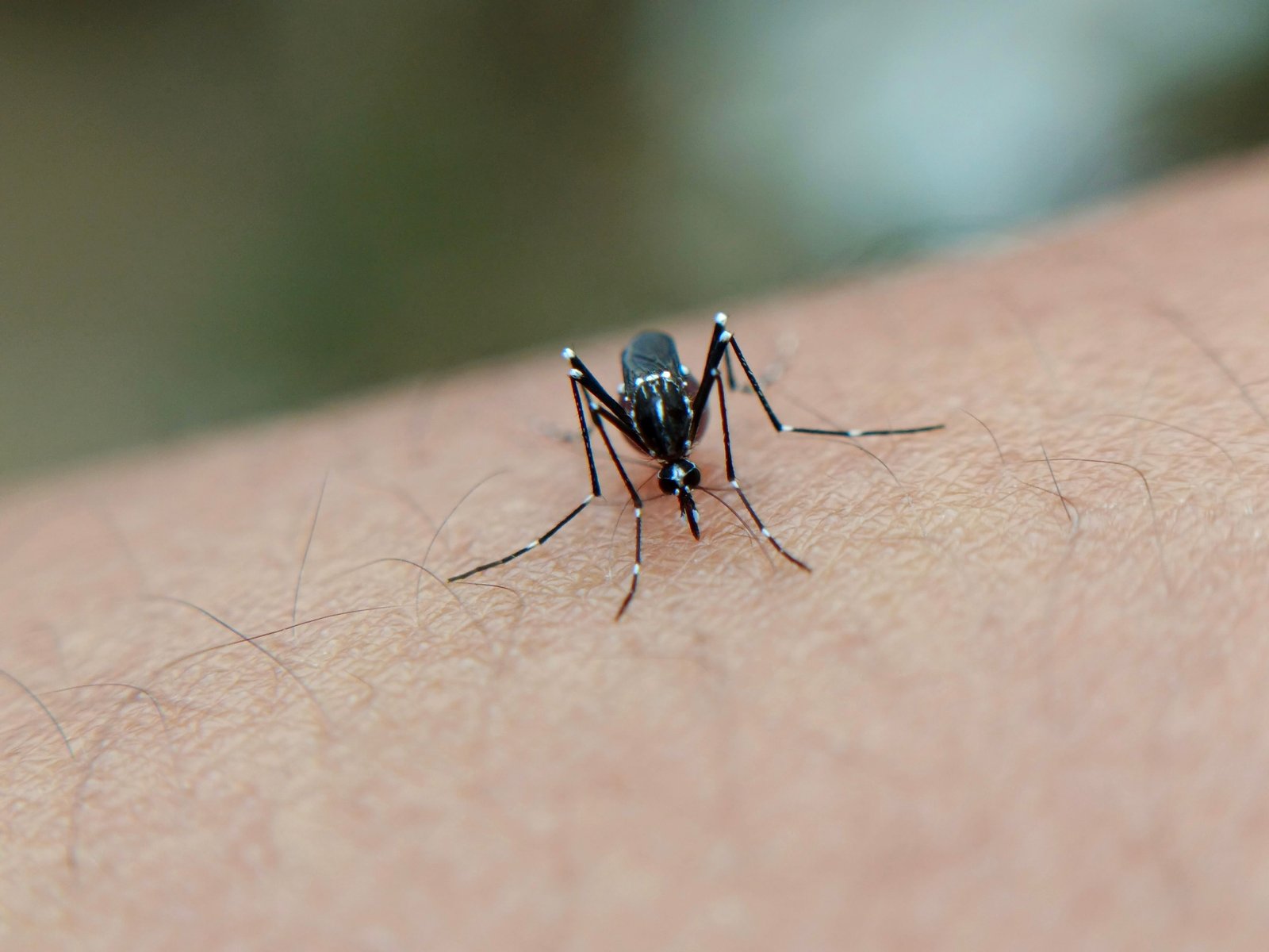 Mosquito Control