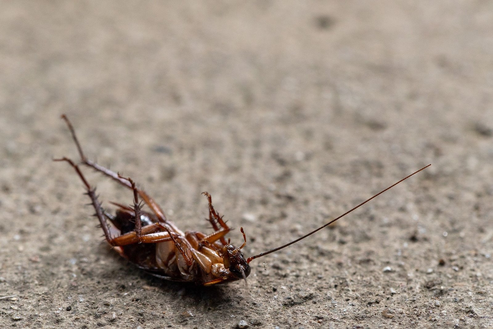 Cockroach Control