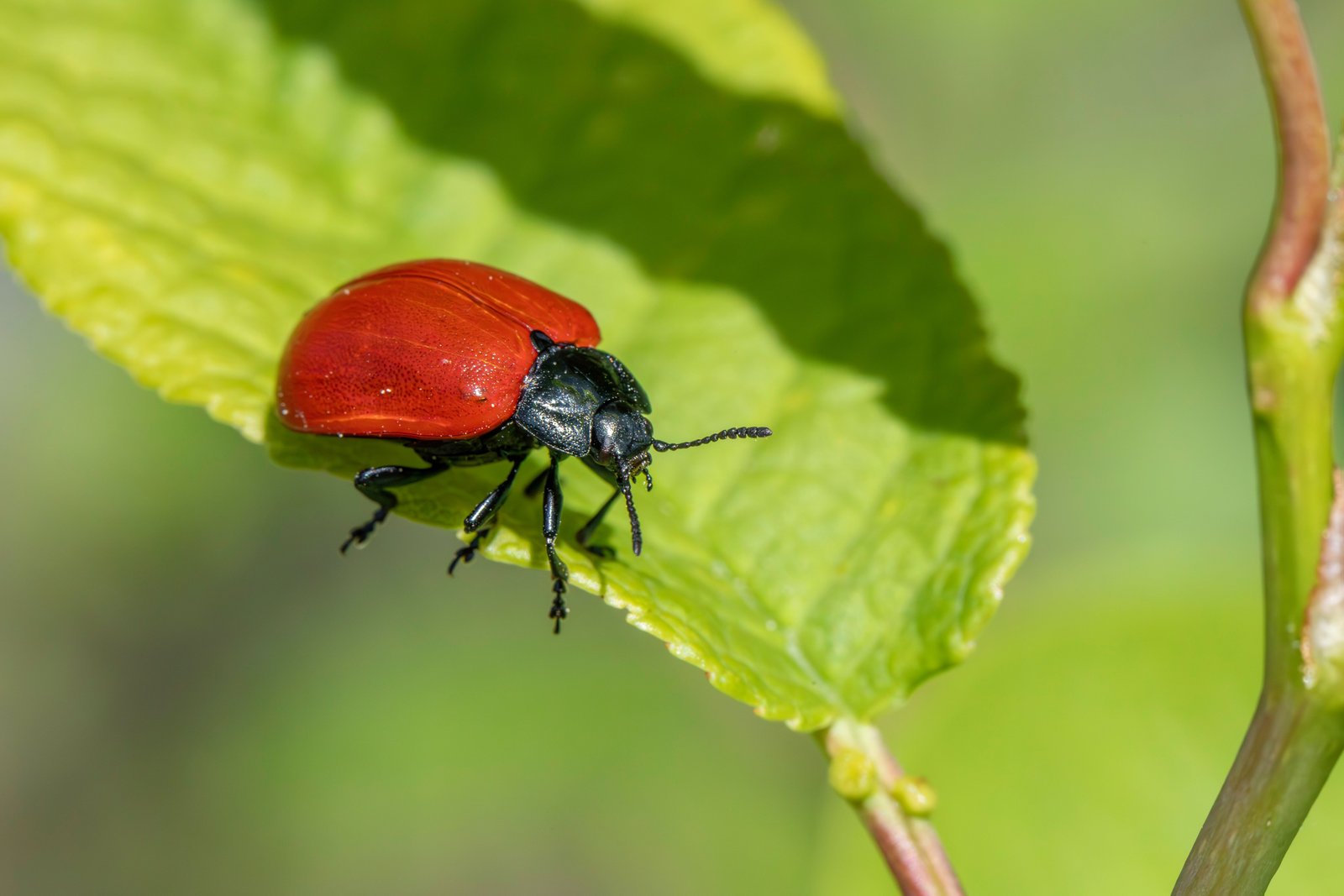 Commercial Pest Control